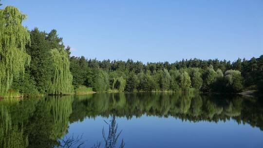 池塘周围的自然景观
