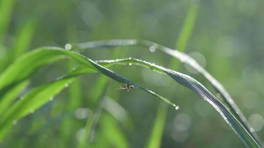 绿叶上的昆虫特写