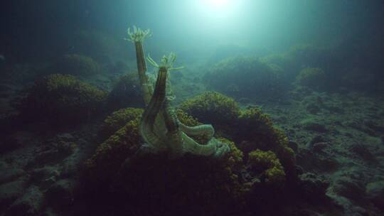 深海底下的海参