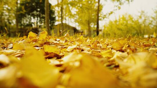秋天唯美画面美女走在厚厚树叶上