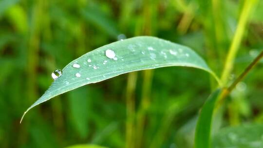 小草叶子上的水珠