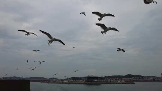 大海海洋海鸥飞翔