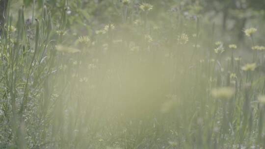 野花野草蒲公英LOG