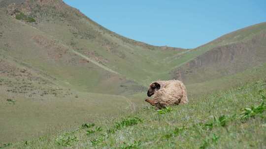 草原牧场上吃草的羊