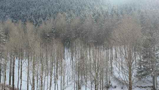 青海互助龙王山树木雪景航拍视频