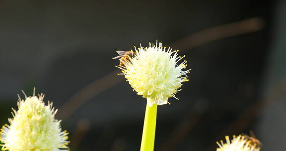 蜜蜂落在花蕊上特写