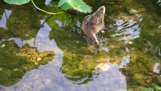 野鸭在岸边水中觅食生态环境视频素材模板下载