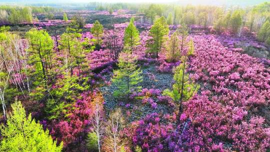 绽放在内蒙古火山岩上的杜鹃花