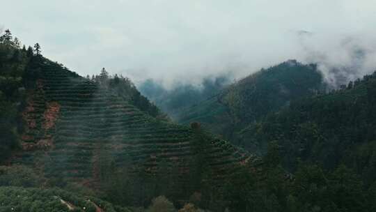 黄山毛峰茶园茶山茶文化航拍