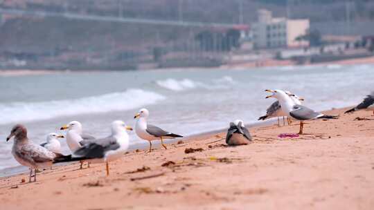 海面海浪上飞翔的海鸥海滩海鸥