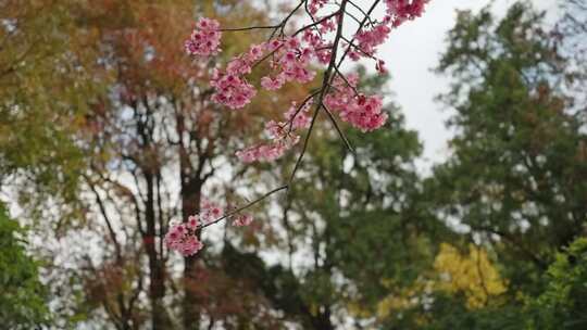 樱花绯樱钟花樱开花