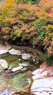 竖屏航拍四川米仓山秋天红叶