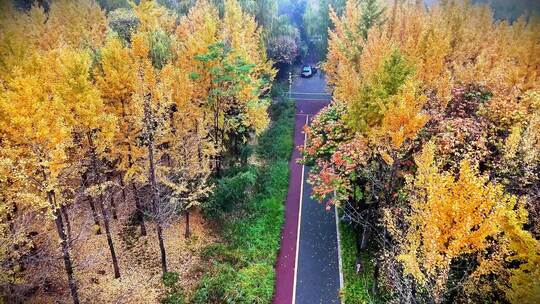 深秋初冬城市园林自然风景