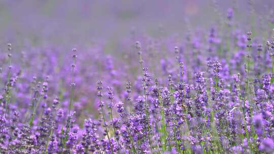 盛开的薰衣草特写 蜜蜂在花间采蜜新疆伊犁