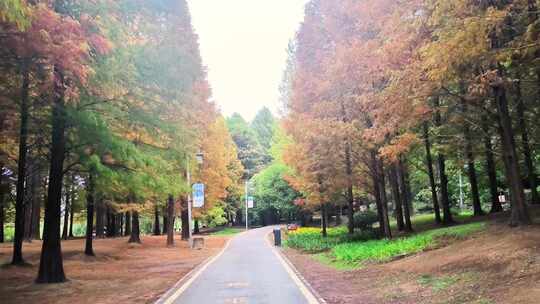 贵州贵阳花溪公园十里河滩金黄色水杉林秋色