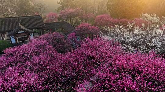 杭州植物园梅花