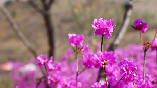 花卉特写