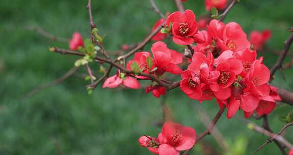 春天美丽的红色海棠花轻轻摇曳