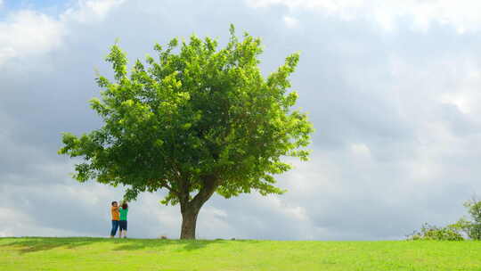 草坪上的一棵树 大树下小孩摘果 童年