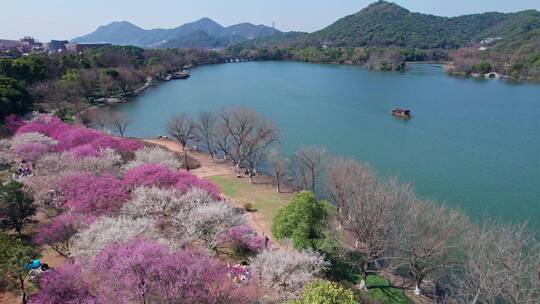 湘湖梅花