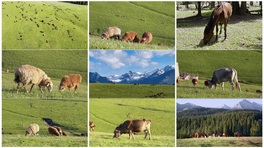 新疆伊犁大草原吃草的牛马羊