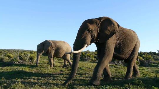 草地上散步的大象视频素材模板下载