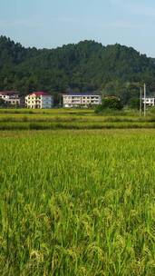 南岳衡山水帘洞风景区乡村稻田风光