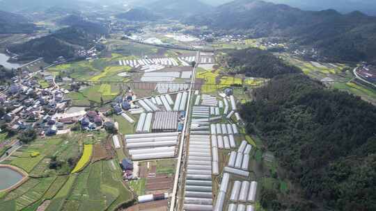 美丽乡村田园油菜花农业种植航拍