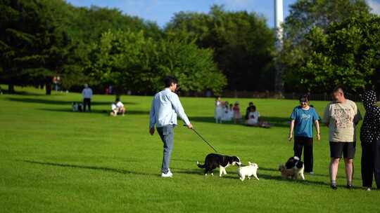 男孩遛狗 宠物玩耍