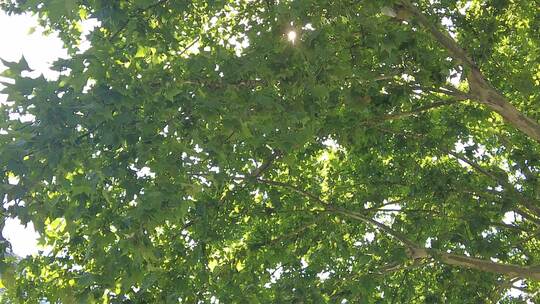 阳光下茂密树枝树叶植物枫叶实拍