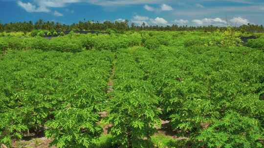 鸟瞰马尔代夫热带岛屿上的木瓜树绿色种植园