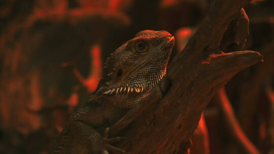 蜥蜴 Lizard 爬行动物视频素材模板下载