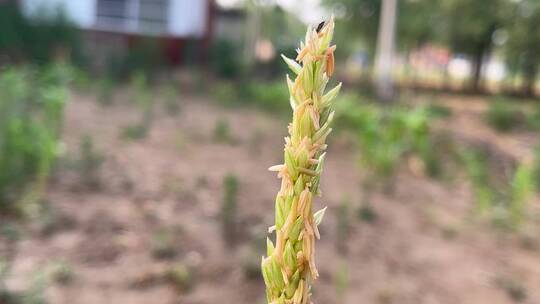 玉米花蕊特写镜头