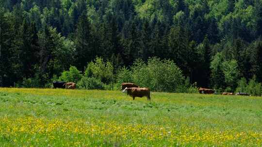 草原牧场上的牛在吃草