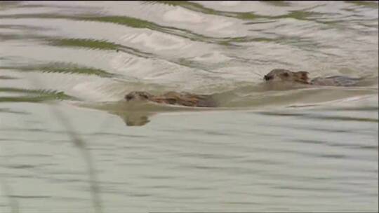河狸在河里游泳在河里筑坝视频素材模板下载