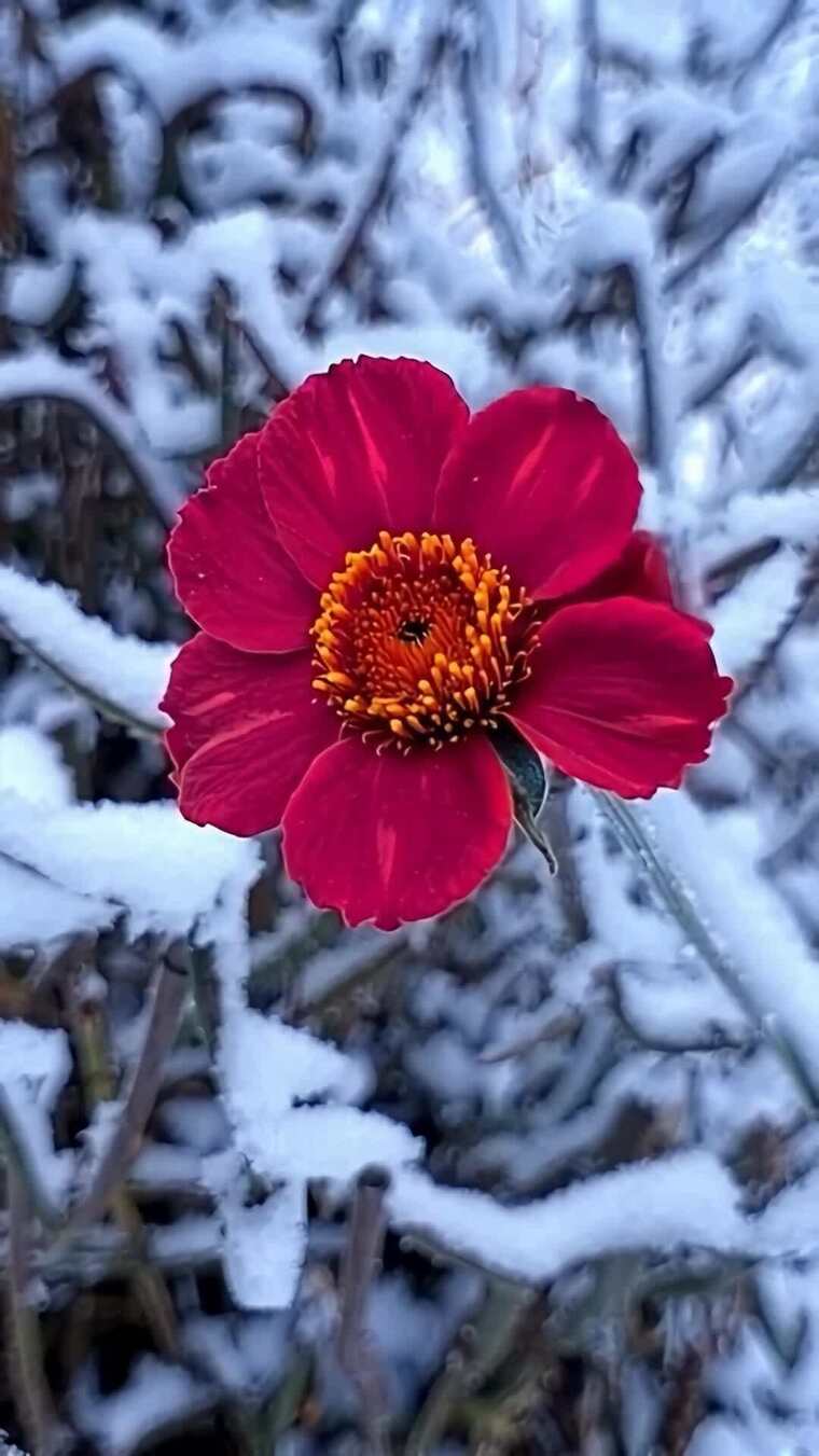 雪中绽放的红色花朵