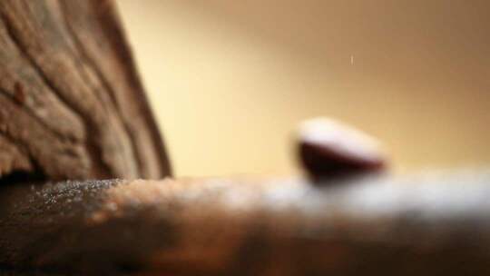 木头表面微距特写