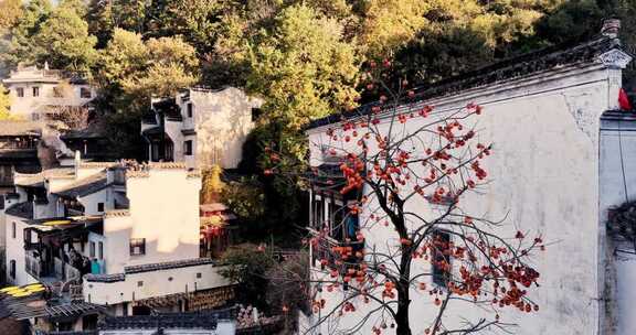 江西婺源篁岭秋天鸟儿吃柿子