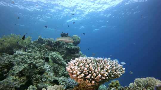 水下珊瑚礁场景