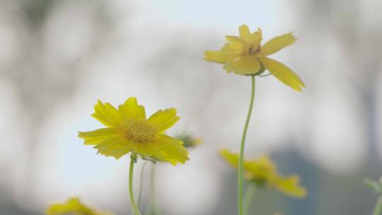 路边小黄花-唯美逆光小清新视频素材模板下载