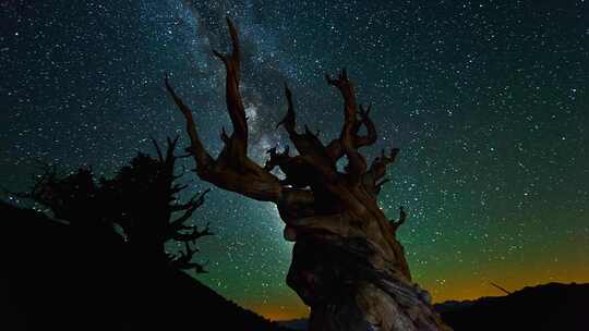 夜空星辰 枯树延时