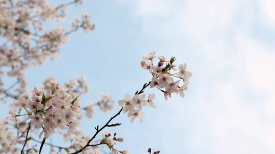 樱花空镜-特写-22