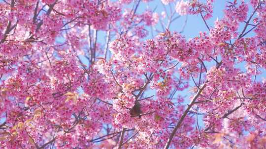 樱花树上觅食的松鼠