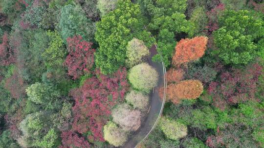 4K秋天的公路航拍-红叶秋景树林秋季