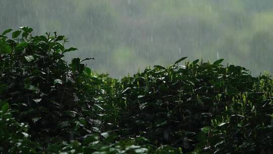 春雨雨滴茶园新茶杭州西湖龙井升格视频视频素材模板下载