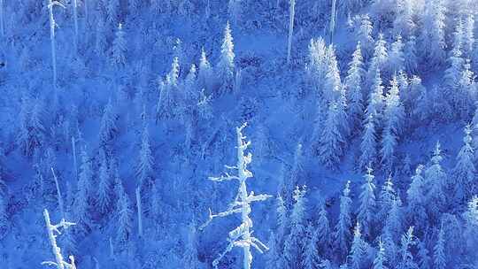 航拍大兴安岭冬季森林林海雪原