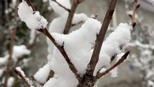 冬天的白雪视频