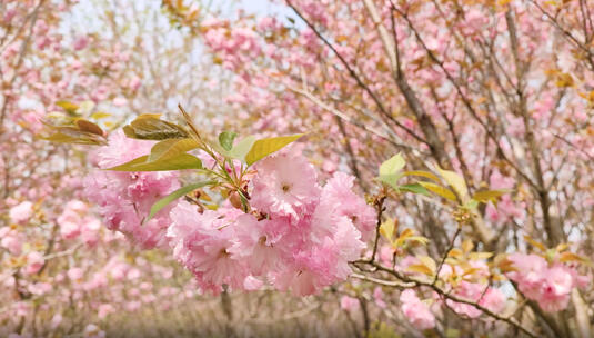 平坝樱花贵安樱花红枫湖樱花4K