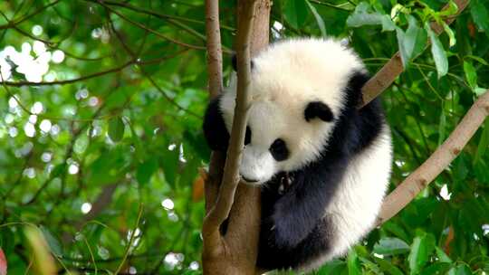 熊猫在树上休息