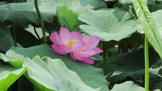 山东省荣成市大疃镇荷花苑夏季风光